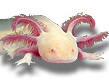 axolotl.jpg
